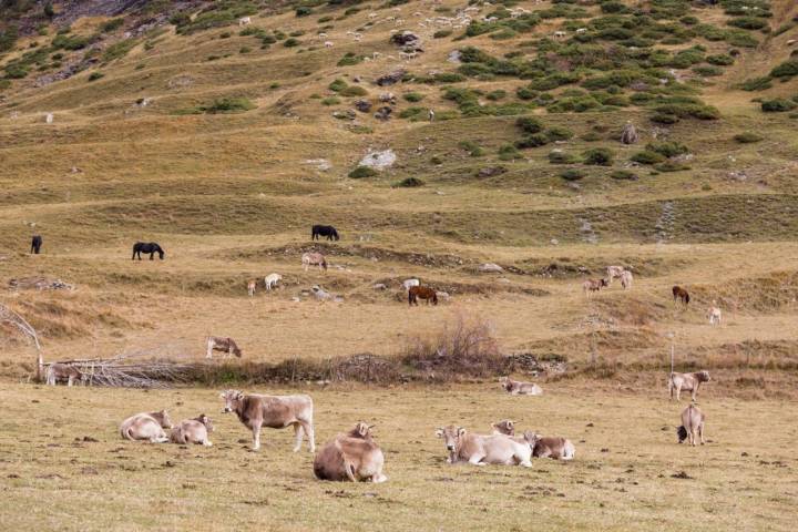 Vacas Llauset