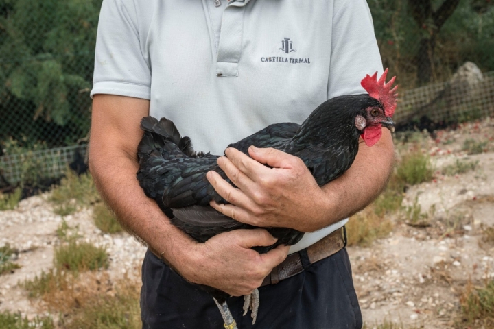 Gallina negra castellana del hotel Castilla Termal Monasterio de Valbuena (Valladolid).