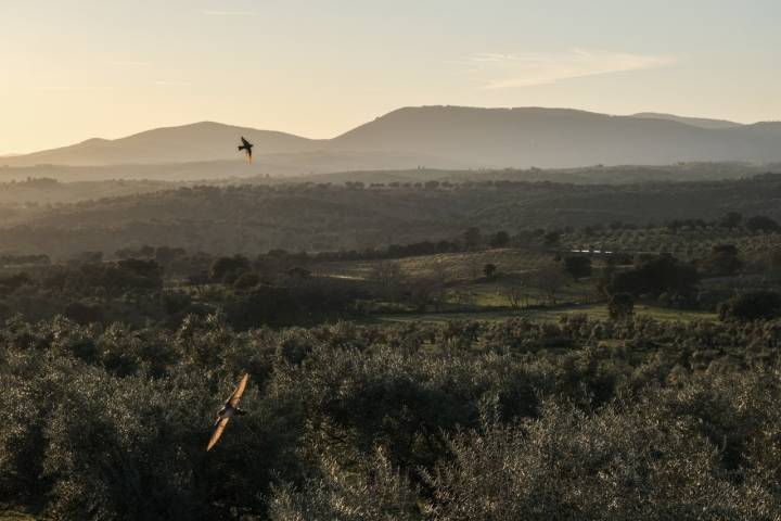 Vista del olivar de la finca.