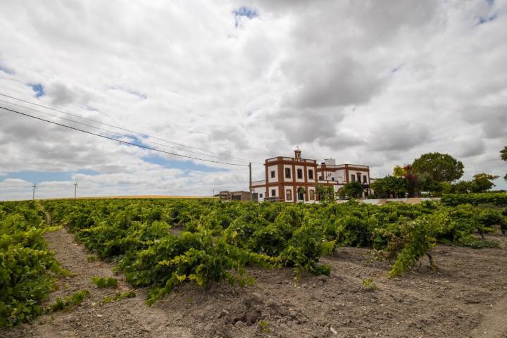 Viñedo La Bendita Locura