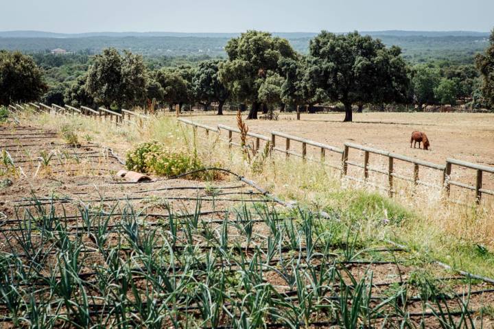 Restaurante Coque Sol Sostenible 2022 Jaral de la Mira finca