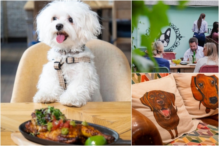 Aquí los perros son innegables protagonistas. Foto: Instagram ‘La Bonita’