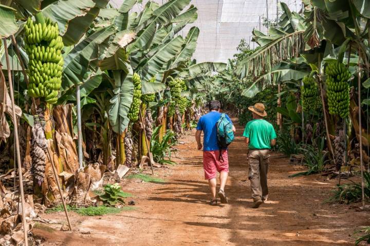 finca platanera las margaritas