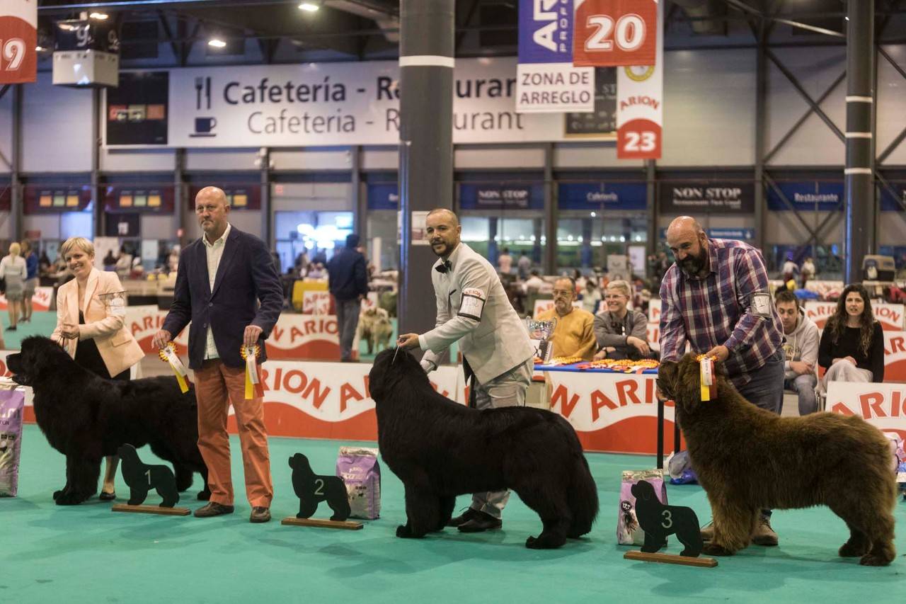 Tres perros posan en la feria.