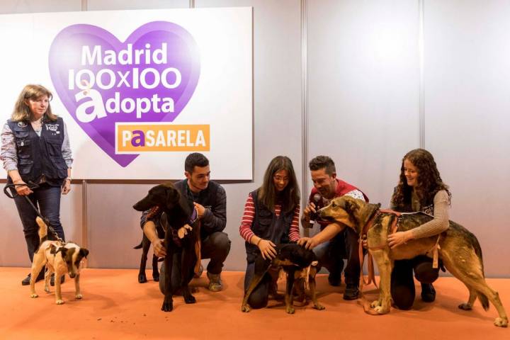 Stand de adopción de mascotas