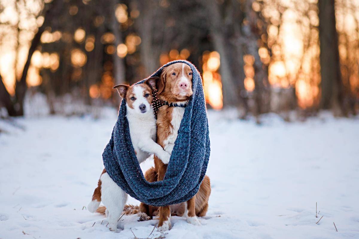 El frío llega para todos. Foto: shutterstock