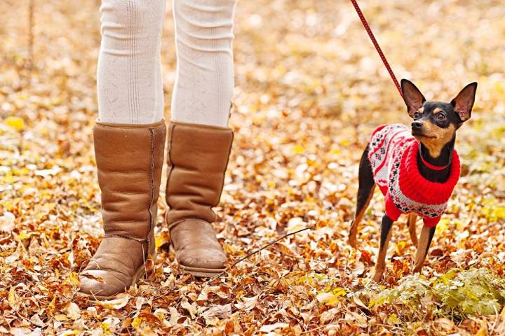 Tenemos que evitar los cambios bruscos de temperatura. También para ellos. Foto: shutterstock.