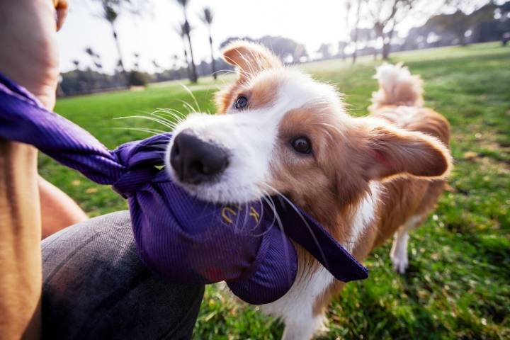 Jugando con mi perro