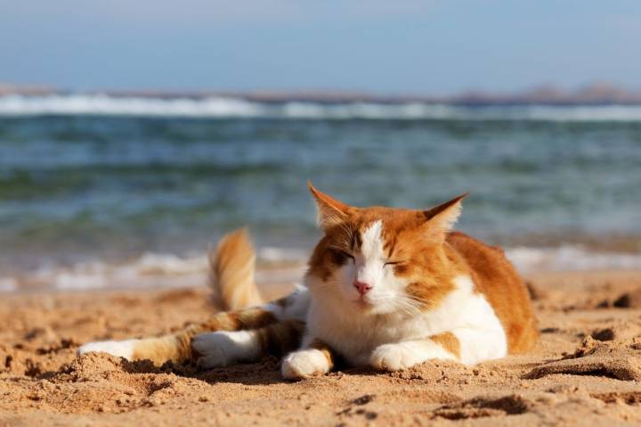 Los gatos son animales muy sensibles y debemos prepararlos bien para el viaje. Foto: shutterstock