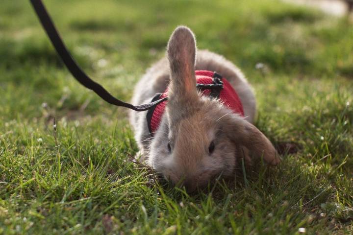 Vigila el climatizador de tu coche cuando lleves animales delicados. Foto: shutterstock