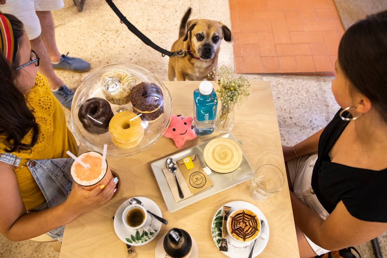 Cuando las mascotas también tienen 'zona de bares'