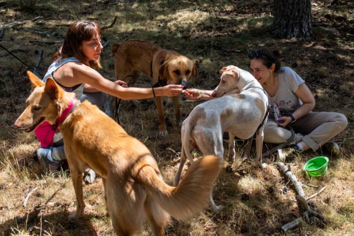 Dando de comer a los perros.