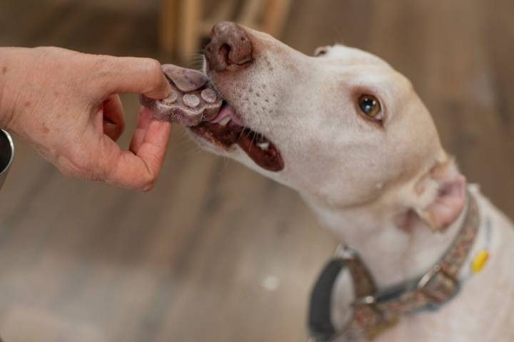 Un galgo probando una huella de helado