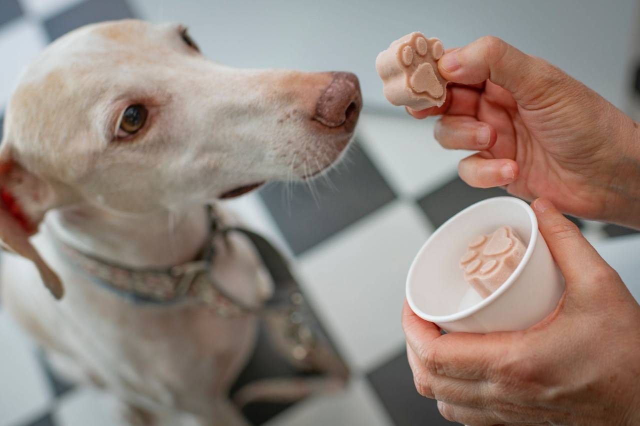 Un perro comiéndose uno de los helados de Bibì e Bobò