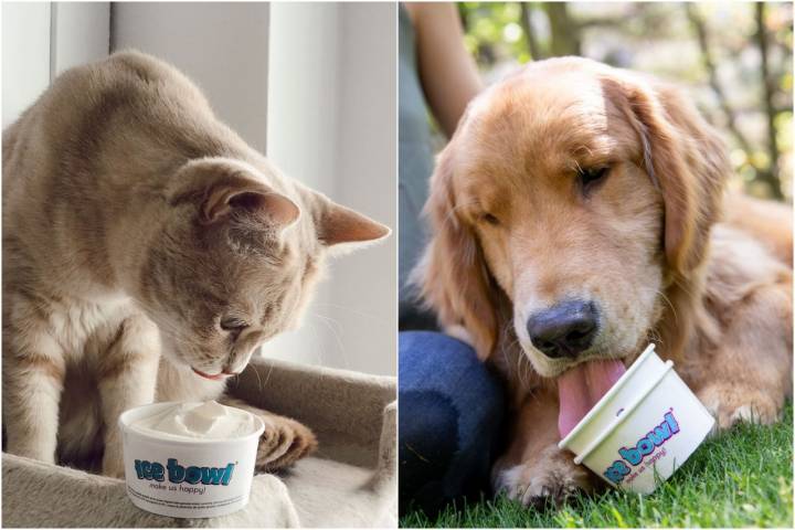 Gato y perro tomando su helado Ice Bowl