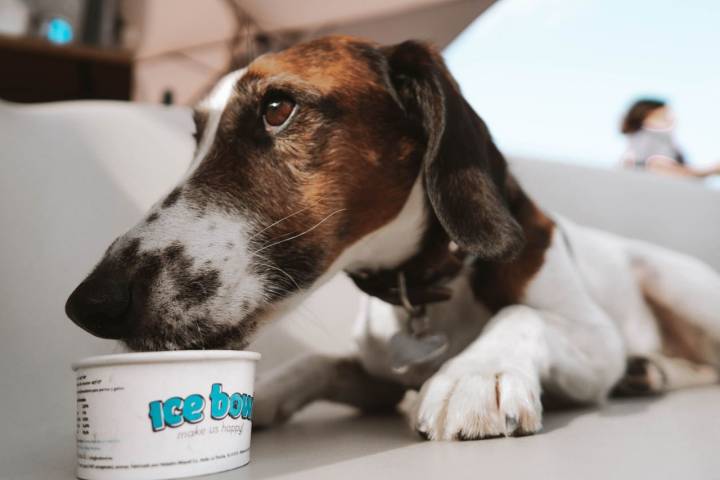 Un perro lamiendo una tarrina de Ice Bowl