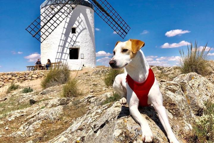 De camino a la Feria 100 x 100 Mascota en Madrid, una paradita en el entorno de los molinos de Consuegra.