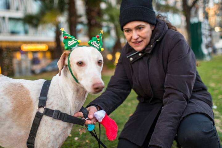 La Navidad es una época especial para toda la familia, incluidas las mascotas.