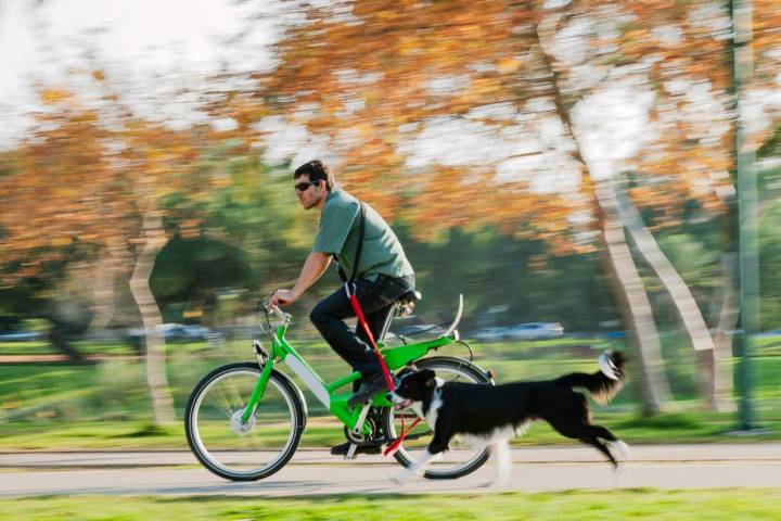 Un plan sostenible y divertido con mascotas. Foto: Shutterstock