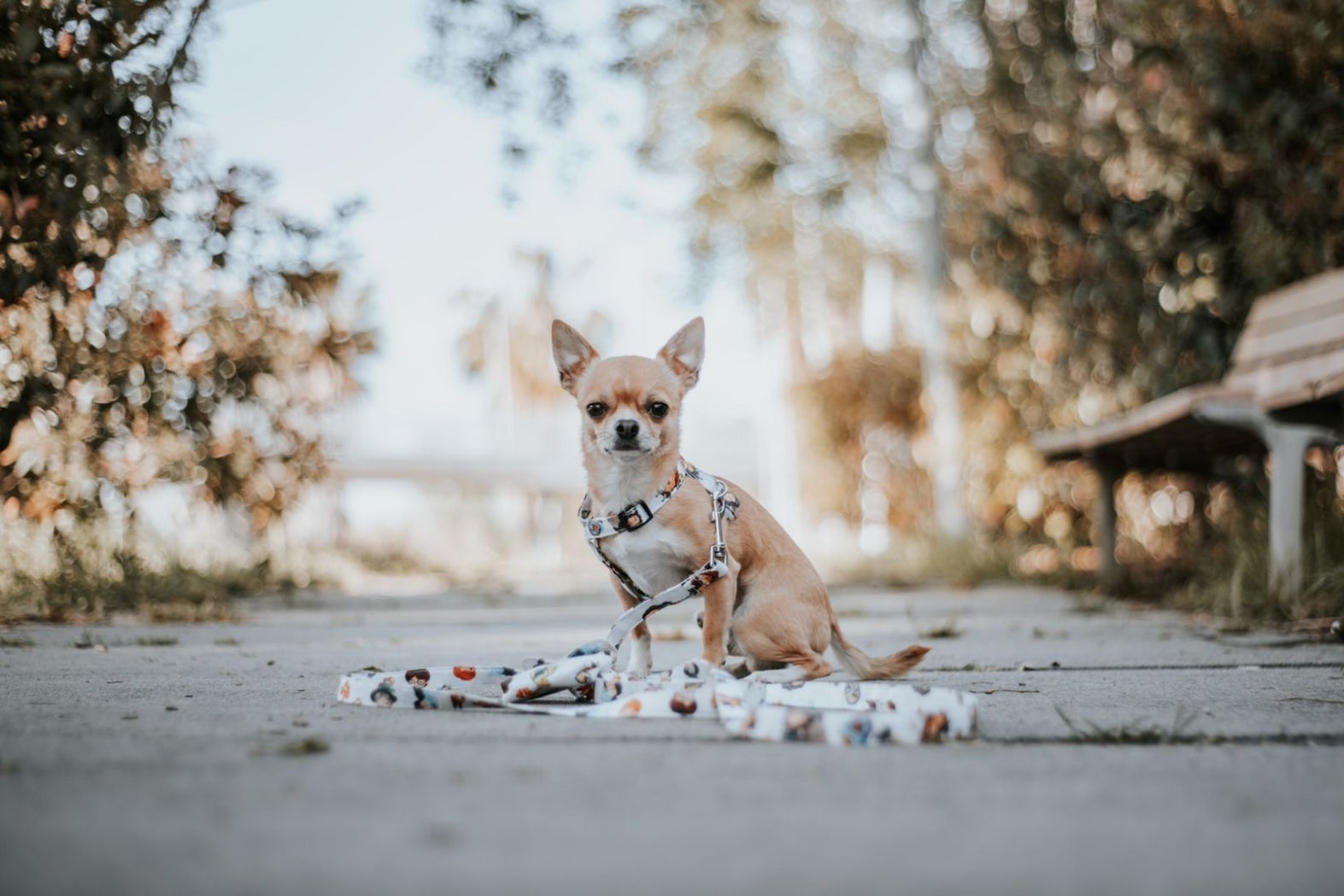 Artesanía Kukis. Perro