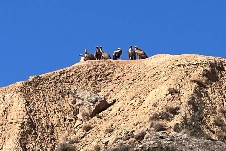 Bardenas Reales