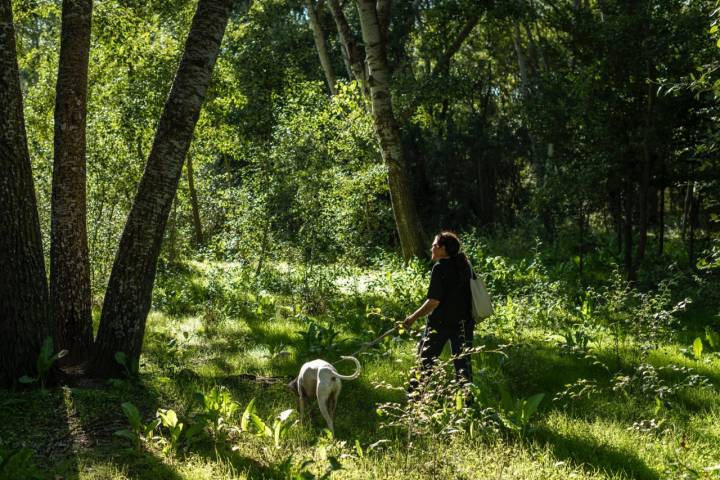 Ruta con perro por la Casa de Campo de Madrid