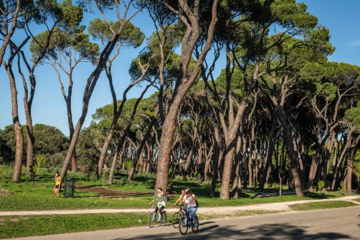 Ruta con perro por la Casa de Campo de Madrid