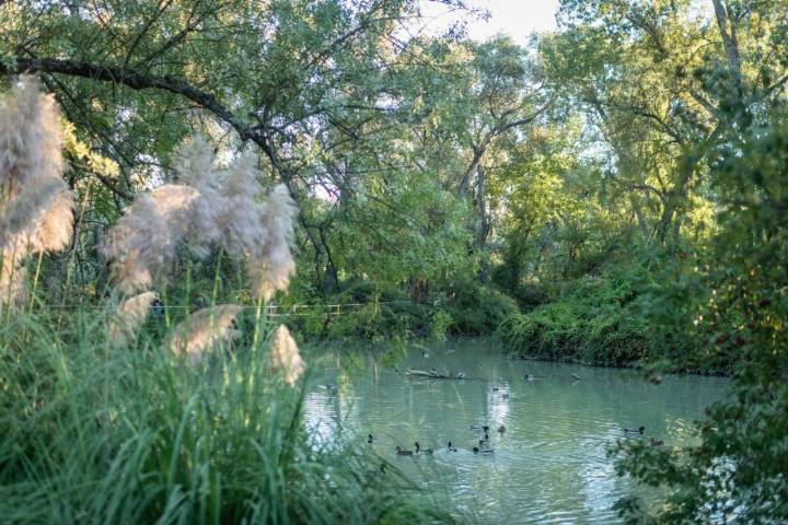 Ruta con perro por la Casa de Campo de Madrid