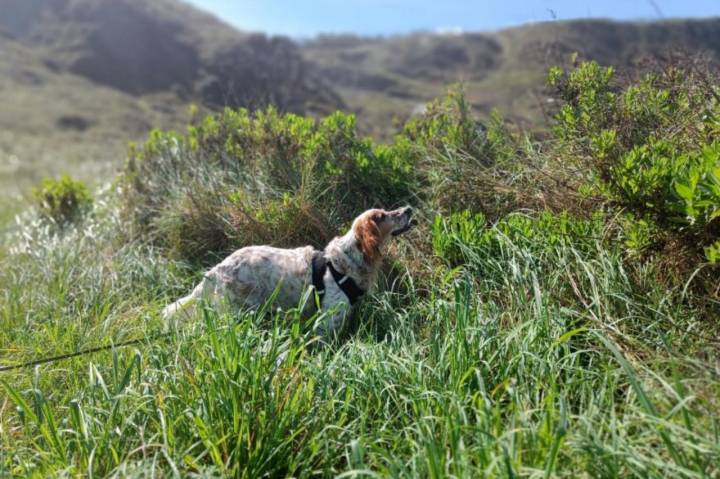 La perrita Uma en la playa de Azkorri (Getxo)