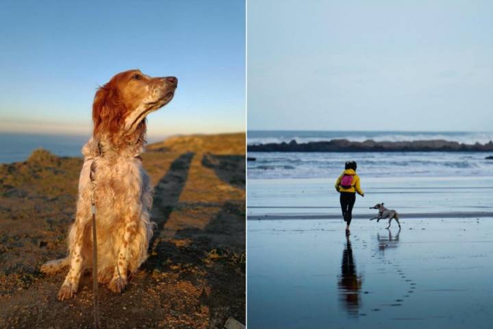 Mascotas en la playa de Sopelana