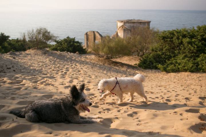 La familia perruna descansando sobre la arena con el molino y el acantilado al fondo.