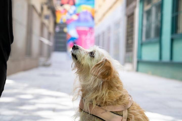 Cualquier perro puede unirse a la aventura.