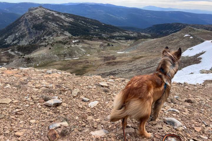 Laguna Negra perro