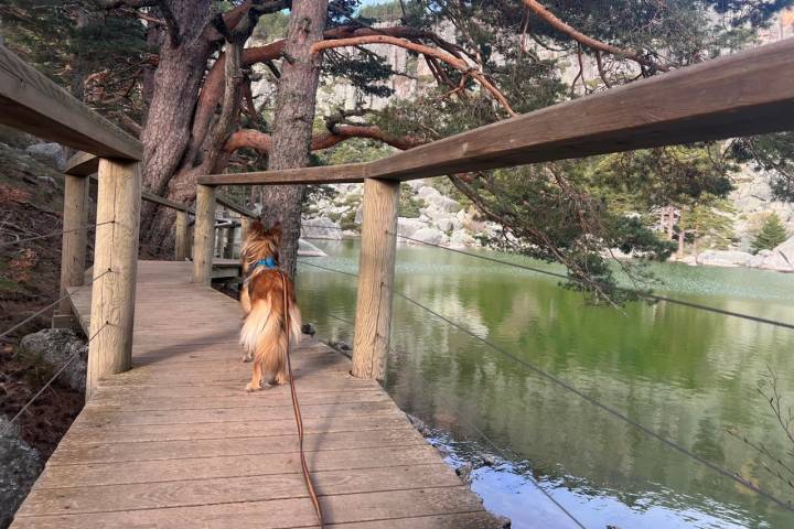 Laguna Negra perro