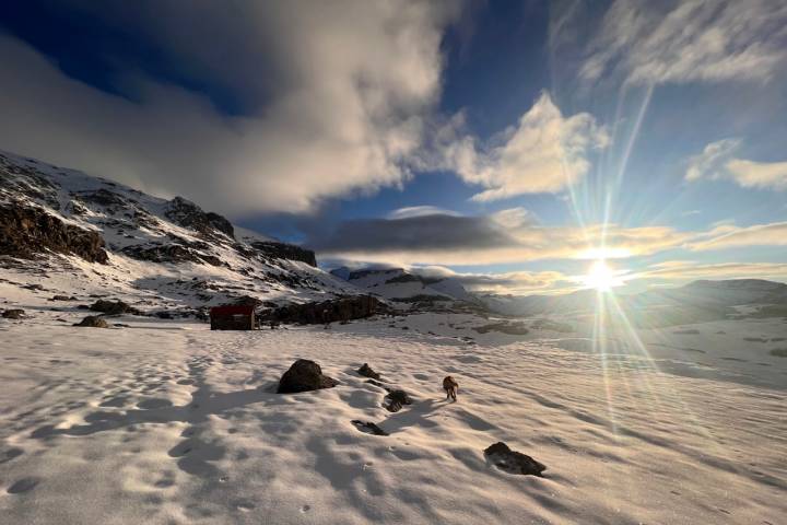 Ruta perro nieve