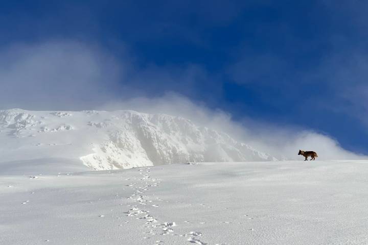 Ruta perro nieve