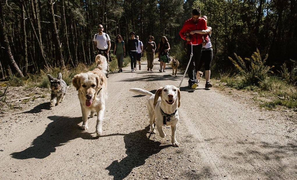 Libertad perruna por la Ribeira Sacra