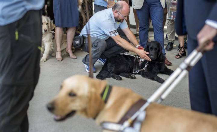 Viajar con perros guía.