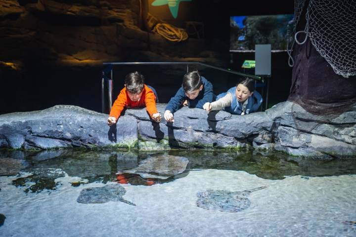 Rayas marinas en el acuario