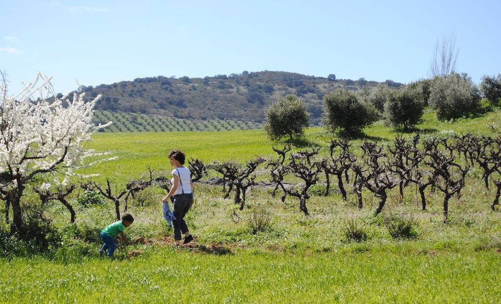 Viñas, olivos y almendros que nos invitan a parar el coche unos minutos.