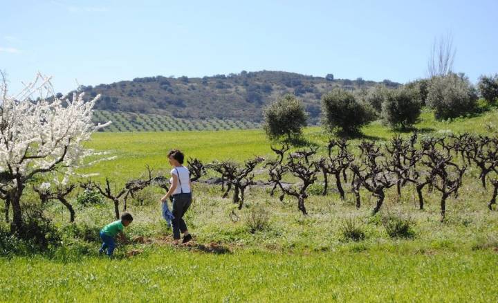 Viñas, olivos y almendros que nos invitan a parar el coche unos minutos.