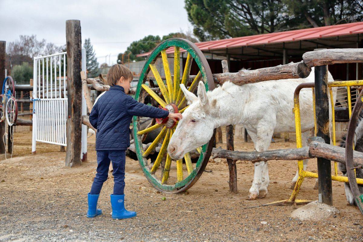 Querido niño, esto es un burro