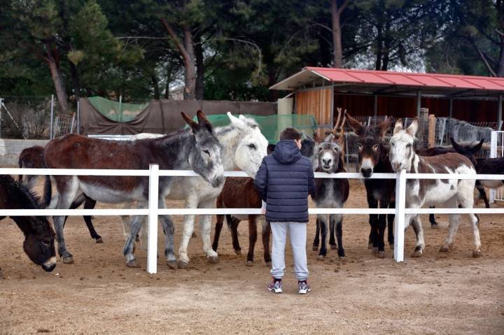 Aquí hay 44 burros deseosos de que vengas a saludarlos.