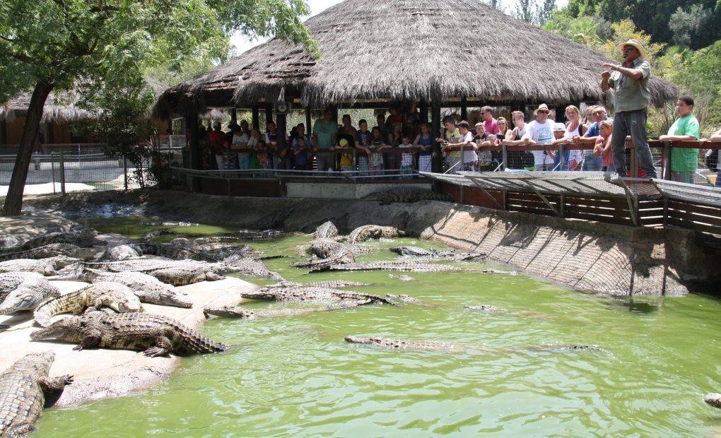 Cocodrilos al calor de Torremolinos