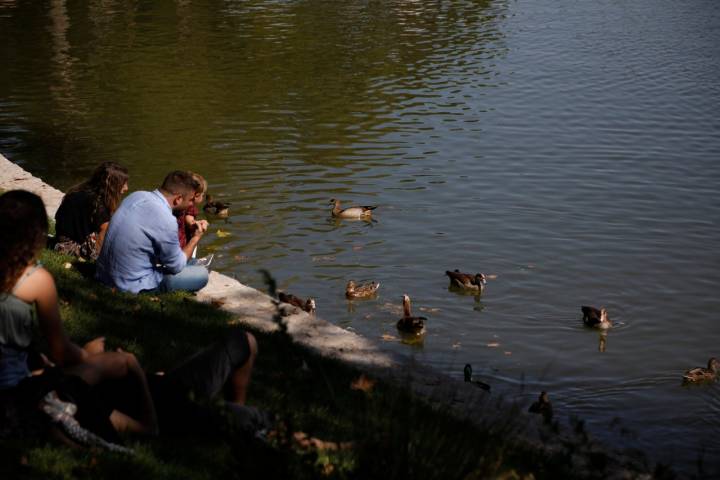 Los patos se acercan sin miedo a los pequeños visitantes.