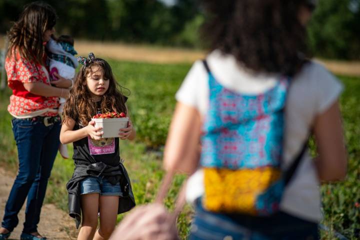 Los niños terminan con las cestas a rebosar de fresas.