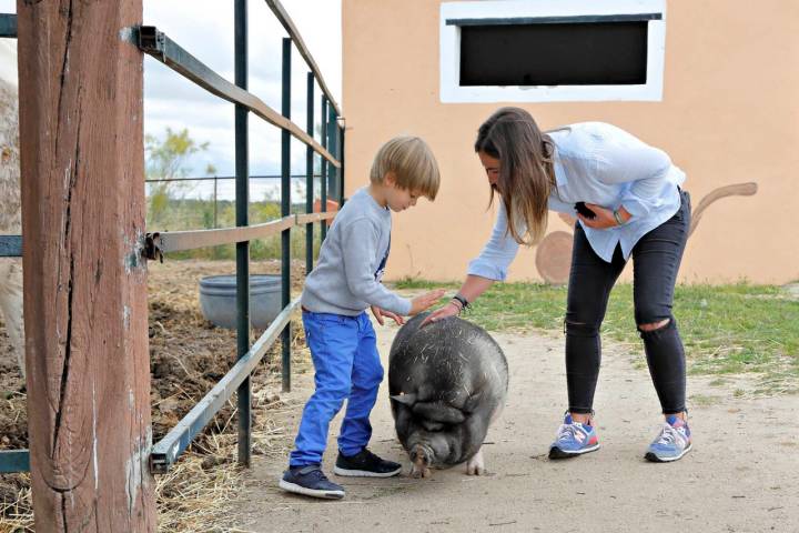 Jamoncito es el animal estrella de la granja escuela 'Giraluna'.