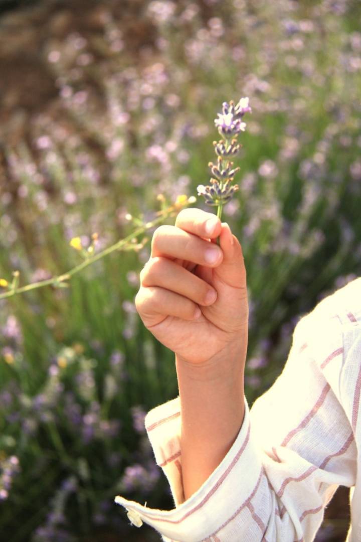 Campos de lavanda Brihuega (Guadalajara): flor