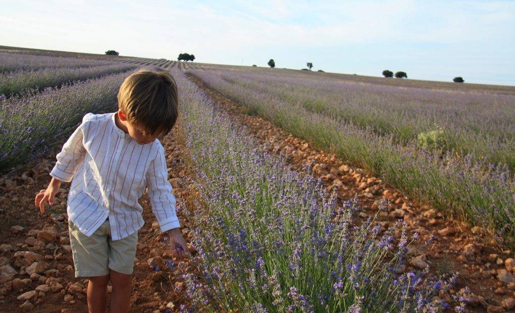 Jugando entre campos de lavanda