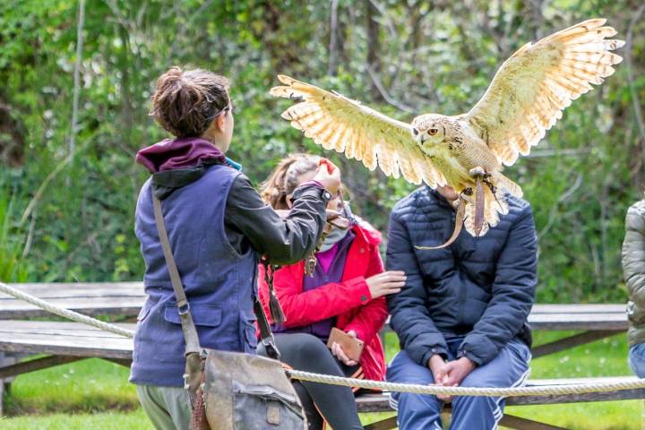 La exhibición de aves rapaces, otro plan para que los niños no quieran marcharse nunca del parque.